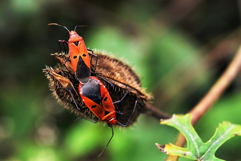 SUJAYKUMAR SIL - Wild-Love